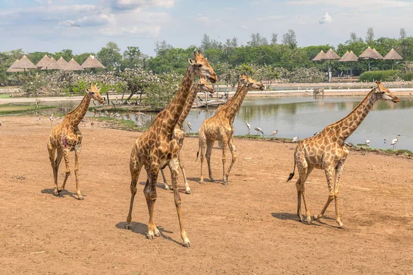 Girafes Dans Safari World Zoo Bangkok Dans Une Soirée Été — Photo