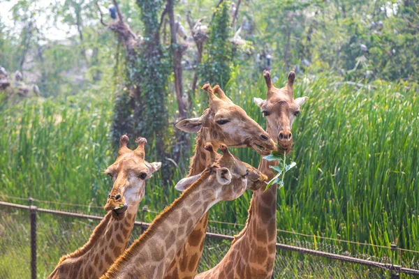 夏の夜にバンコクでサファリ世界動物園のキリン — ストック写真