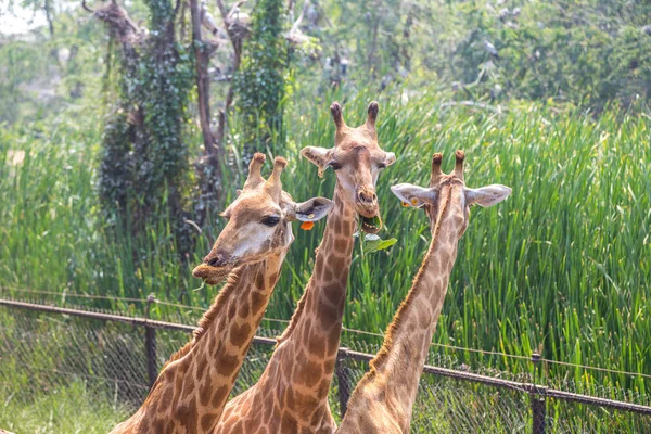 夏の夜にバンコクでサファリ世界動物園のキリン — ストック写真