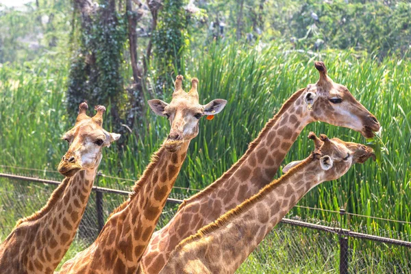 夏の夜にバンコクでサファリ世界動物園のキリン — ストック写真