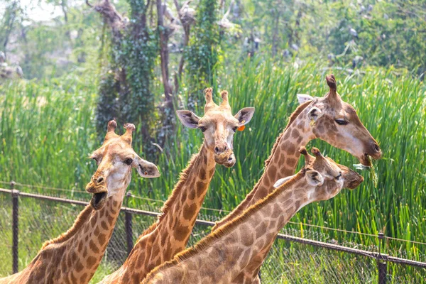 夏の夜にバンコクでサファリ世界動物園のキリン — ストック写真