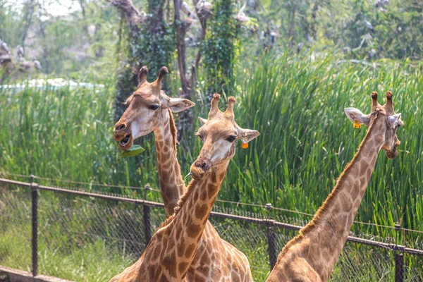 Καμηλοπαρδάλεις Στο Safari World Ζωολογικό Κήπο Στην Μπανγκόκ Ένα Καλοκαιρινό — Φωτογραφία Αρχείου