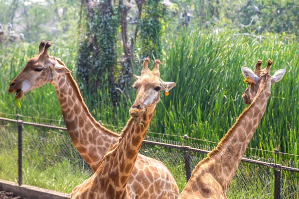 Girafes Dans Safari World Zoo Bangkok Dans Une Soirée Été — Photo