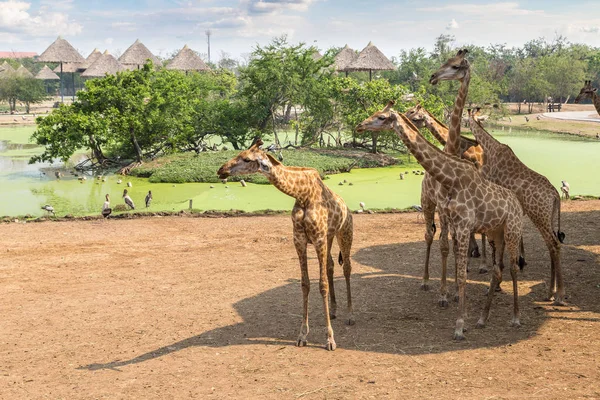 夏季傍晚在曼谷野生动物园动物园的长颈鹿 — 图库照片