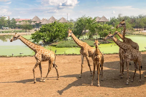 Girafes Dans Safari World Zoo Bangkok Dans Une Soirée Été — Photo