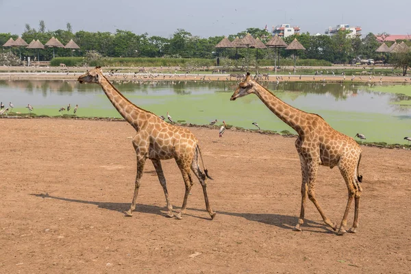 夏の夜にバンコクでサファリ世界動物園のキリン — ストック写真