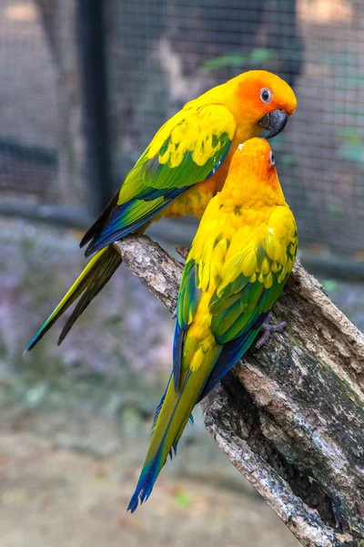 Colorful Parrots Safari World Zoo Bangkok Summer Day — Stock Photo, Image