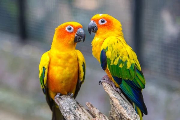 Perroquets Colorés Dans Safari World Zoo Bangkok Dans Une Journée — Photo