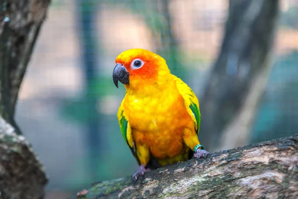 Perroquet Coloré Dans Safari World Zoo Bangkok Dans Une Journée — Photo