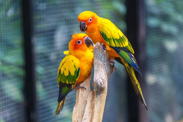 Colorful Parrots Safari World Zoo Bangkok Summer Day — Stock Photo, Image