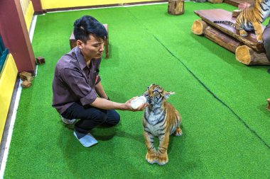 Chiang Mai, Tayland - 29 Mart 2018: biraz besleme kaplan ile bir şişe süt içinde Chiang Mai, Tayland bir yaz günü hayvanat bahçesi