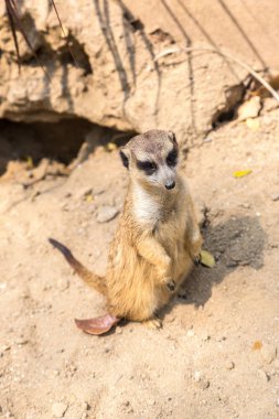 Şirin bir yaz günü surikat ayakta yakından