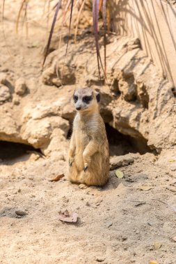 Şirin bir yaz günü surikat ayakta yakından