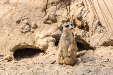 Şirin bir yaz günü surikat ayakta yakından