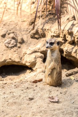 Şirin bir yaz günü surikat ayakta yakından