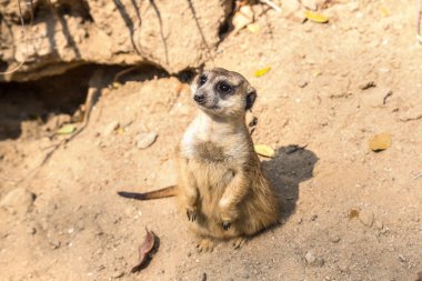 Şirin bir yaz günü surikat ayakta yakından