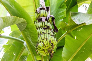 Bir yaz günü yeşil muz demet