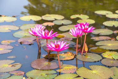 Bir yaz günü gölette çiçeği pembe lotus çiçekleri