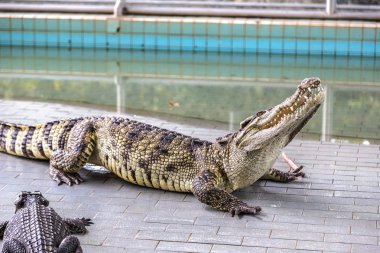 Bir yaz günü içinde timsah Hayvanat Bahçesi-Pattaya, Tayland