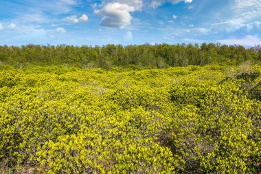 Bir yaz günü mangrov orman Khao Sam ROI Yot Milli Parkı, Tayland at