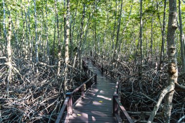 Bir yaz günü mangrov orman Khao Sam ROI Yot Milli Parkı, Tayland at