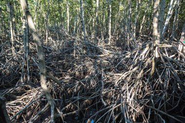 Bir yaz günü mangrov orman Khao Sam ROI Yot Milli Parkı, Tayland at