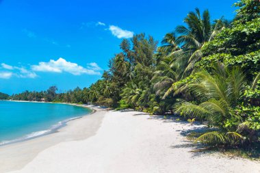 Koh Samui Adası, Tayland bir yaz günü palmiye ağaçları ile tropikal plaj