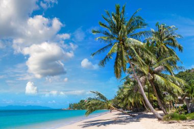 Koh Samui Adası, Tayland bir yaz günü palmiye ağaçları ile tropikal plaj