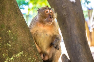 Maymun maymunu Beach Koh Phi Phi Island, bir yaz günü Tayland