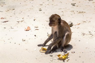 Maymun maymunu Beach Koh Phi Phi Island, bir yaz günü Tayland