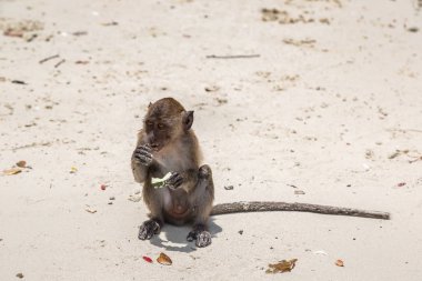 Maymun maymunu Beach Koh Phi Phi Island, bir yaz günü Tayland