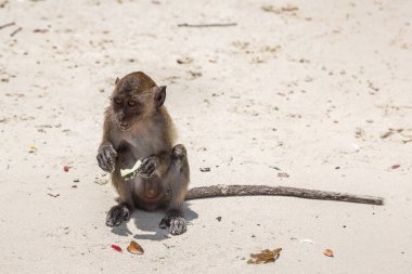 Maymun maymunu Beach Koh Phi Phi Island, bir yaz günü Tayland