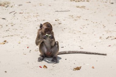 Maymun maymunu Beach Koh Phi Phi Island, bir yaz günü Tayland