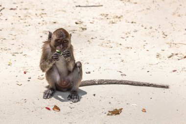 Maymun maymunu Beach Koh Phi Phi Island, bir yaz günü Tayland