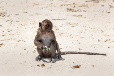 Maymun maymunu Beach Koh Phi Phi Island, bir yaz günü Tayland