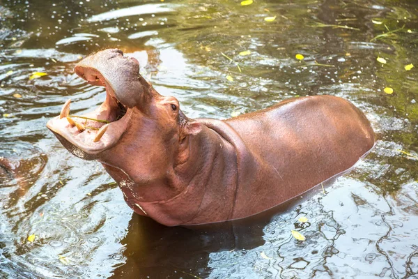 Hippo Bouche Ouverte Attente Nourriture Des Touristes Dans Zoo Chiang — Photo