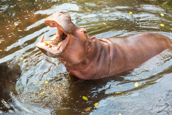 Hippo Bouche Ouverte Attente Nourriture Des Touristes Dans Zoo Chiang — Photo