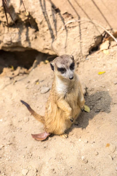 Şirin bir yaz günü surikat ayakta yakından
