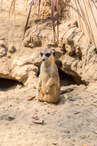 Şirin bir yaz günü surikat ayakta yakından