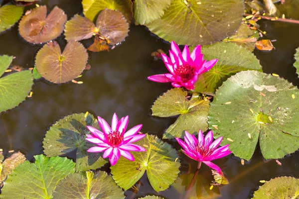 Flores Loto Rosa Estanque Día Verano — Foto de Stock