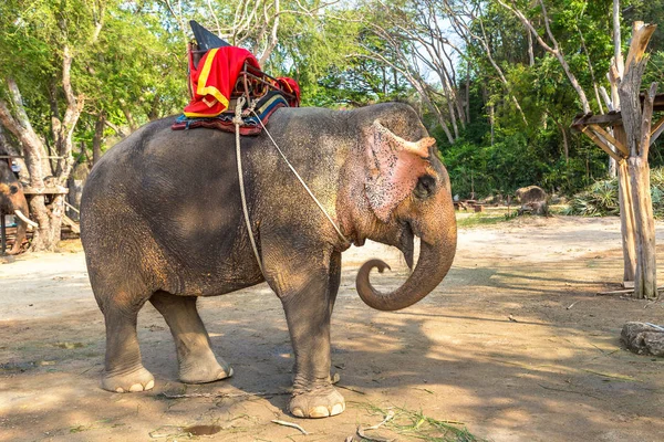 Elefanten Trekking Pattaya Thailand Einem Sommertag — Stockfoto
