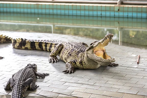 Krokodilzoo Pattaya Thailand Einem Sommertag — Stockfoto