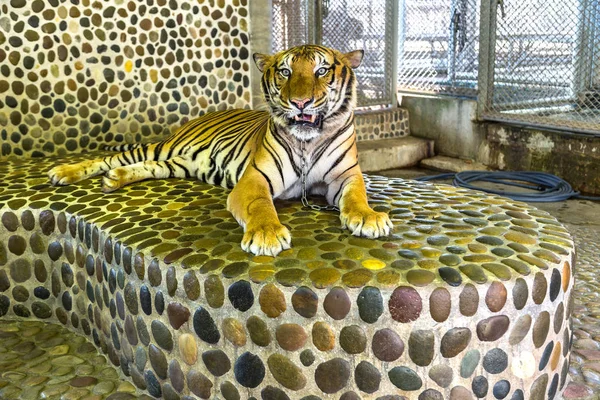 Tigre Nello Zoo Pattaya Thailandia Una Giornata Estiva — Foto Stock