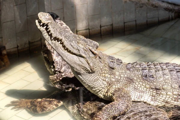 Krokodil Zoo Pattaya Thaiföld Egy Nyári Nap — Stock Fotó