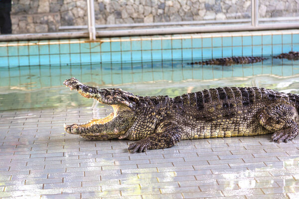 Зоопарк крокодилов в Паттайе, Таиланд в летний день
