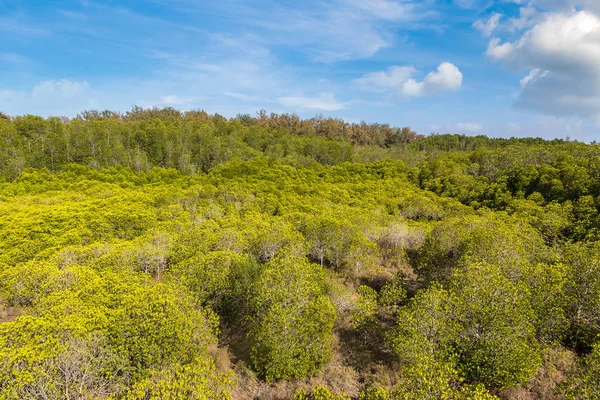 Mangrovenwald Khao Sam Roi Yot Nationalpark Thailand Einem Sommertag — Stockfoto