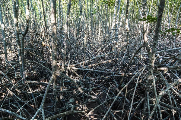 Foresta Mangrovie Khao Sam Roi Yot National Park Thailandia Una — Foto Stock