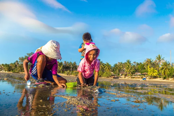 Samui, Tayland - 29 Mart 2018: Koh Samui Adası, Tayland bir yaz günü hasat çocuk istiridye