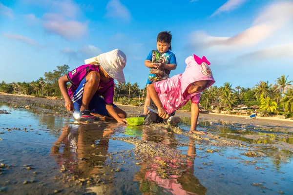Samui, Tayland - 29 Mart 2018: Koh Samui Adası, Tayland bir yaz günü hasat çocuk istiridye