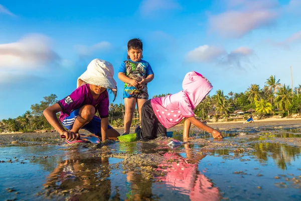 Samui, Tayland - 29 Mart 2018: Koh Samui Adası, Tayland bir yaz günü hasat çocuk istiridye